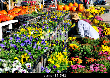 A man works in an outdoor market that sells pumpkins and fall flowers. Oklahoma City, Oklahoma, USA. Stock Photo