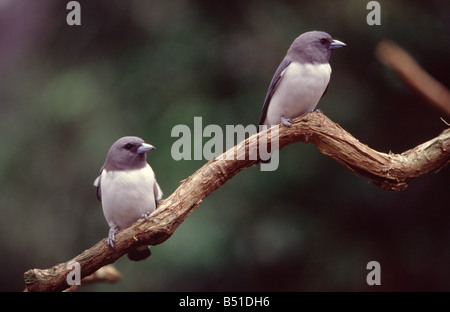 A pair of White Breasted Woodswallows resting on a tree branch Stock Photo