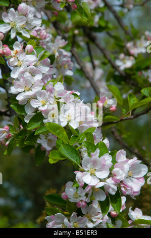 Apple blossom in spring Stock Photo
