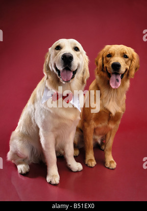 Two Golden Retrievers Stock Photo