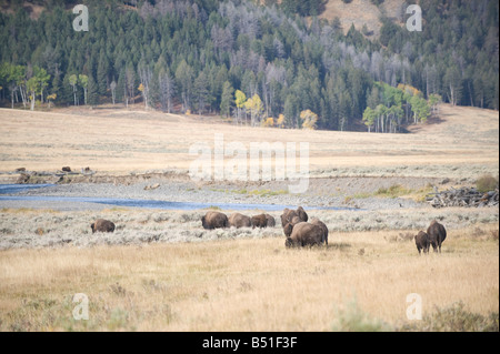 Montana, Yellowstone National Park. Buffalo roam the park in fall. Stock Photo