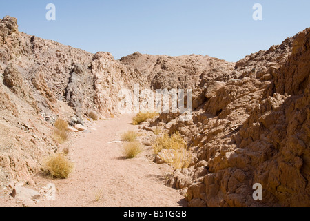 Drought resistant plants in the mountains of the Sinai desert near Dahab in Egypt Stock Photo