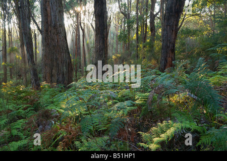 Forest, Yarra Ranges National Park, Victoria, Australia Stock Photo
