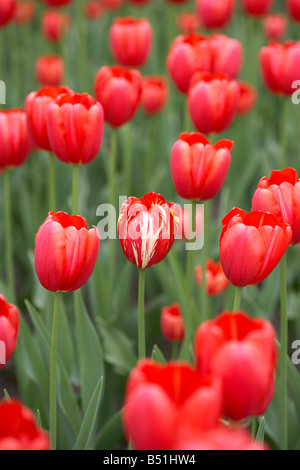 Red Tulips, Ottawa, Ontario, Canada Stock Photo