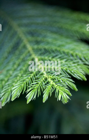 Close-up of Plants, Royal Botanical Gardens, Ontario, Canada Stock Photo