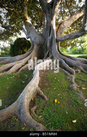 Fig Tree, Long Beach,, California, USA Stock Photo