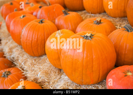 Pumpkins for Sale, Irvine, California Stock Photo