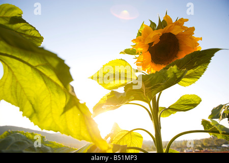 Sunflower Farm, Irvine, California, USA Stock Photo