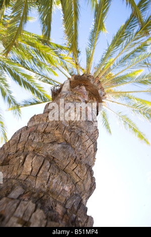 Phoenix Palm Tree, Hollywood, California, USA