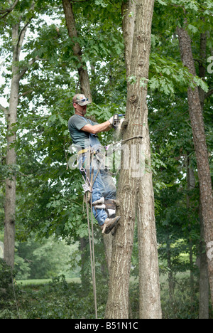 A tree surgeon removing an Oak tree Stock Photo