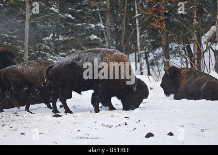 Bison Foraging in Snow, Parc Omega, Montebello, Quebec, Canada Stock Photo