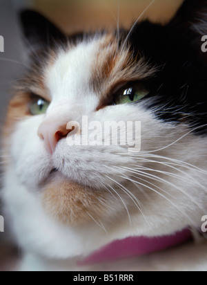 Close-up of Cat Stock Photo