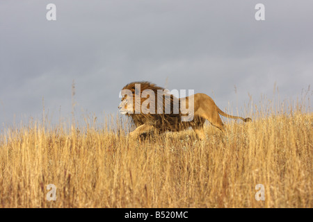 Lion running through long grass Stock Photo