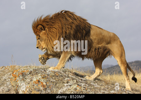 Barbary Lion Stock Photo