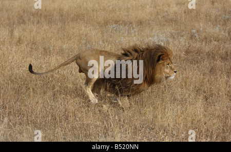 African lion running through long grass