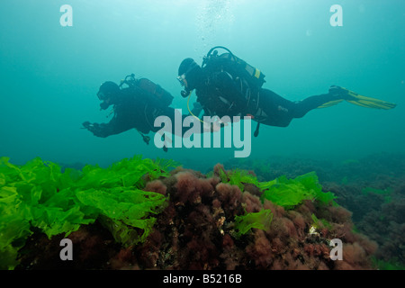 Ulva lactuca scuba diver with green alga  ulva lactuca