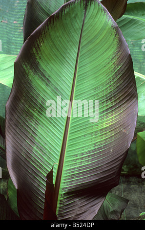 Ensete ventricosum 'Maurelii' banana plant exotic garden foliage leaf plants Stock Photo