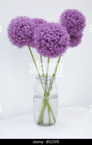 Four Purple Aliums in a Vase Stock Photo