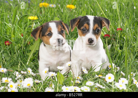 two jack russell terrier puppies - sitting on meadow Stock Photo