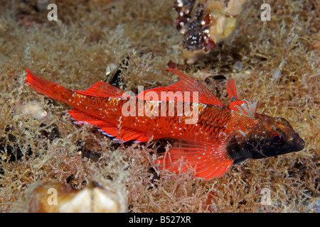 Tripterygion tripteronotus, male, Red triplefin blenny in mating color, Ukraine, Black Sea Stock Photo