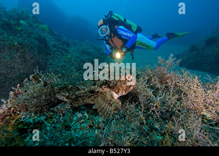 Scorpaena notata scuba diver with Small red rockfish, Peninsula Crimea, Ukraine, Black Sea Stock Photo