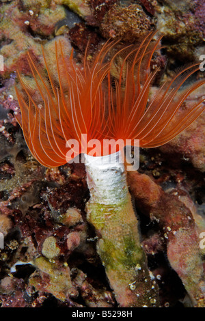 Protula sp., red Tube worm on the seafloor Stock Photo
