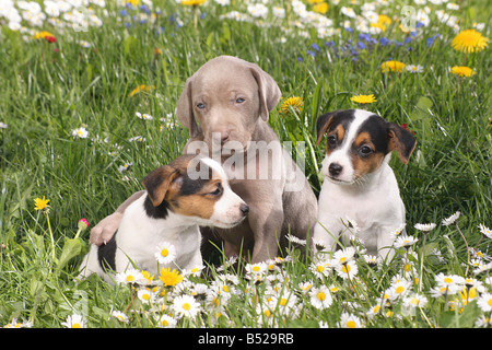 two jack russell terrier puppies and weimaraner puppy Stock Photo