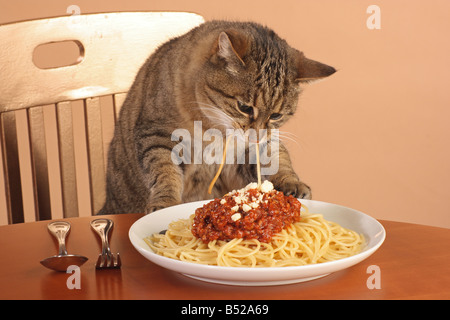 Domestic cat eating spaghetti hi res stock photography and images Alamy