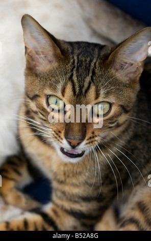 A young male Brown spotted Bengal Cat Stock Photo