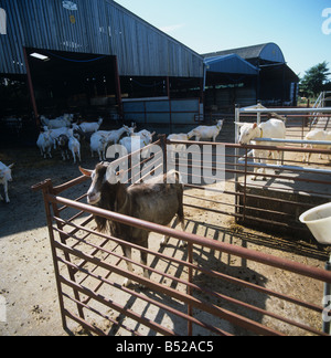 Toggenburg billy goat in a pen in a collecting yard on a dairy goat farm Stock Photo