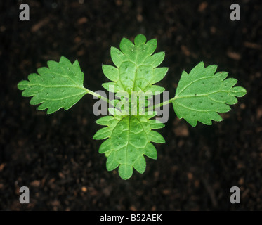 Annual nettle Urtica urens seedling with four true leaves Stock Photo