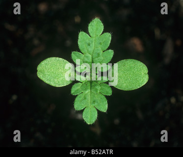 Annual nettle Urtica urens with cotyledons and first pair of true leaves forming Stock Photo