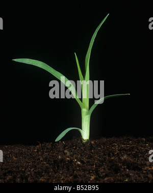 Crowsfoot grass (Eleusine indica) seedling grass weed Stock Photo - Alamy