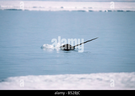 narwal ,Narval monodon monoceros Les chasseurs Inuits chassent le Narval essentiellement pour son trophe e mais re cupe re aussi Stock Photo