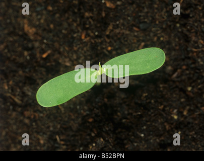 Kidney vetch Anthyllis vulneraria seedling plant with cotyledons only Stock Photo