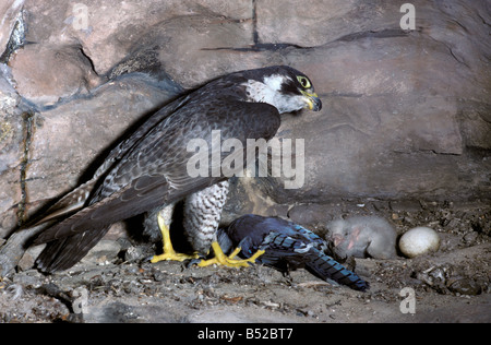 faucon pelerin Wanderf Wanderfalke Peregrine Falcon Falco peregrinus female with chicks at eyrie Africa Afrika animals Asia Asie Stock Photo