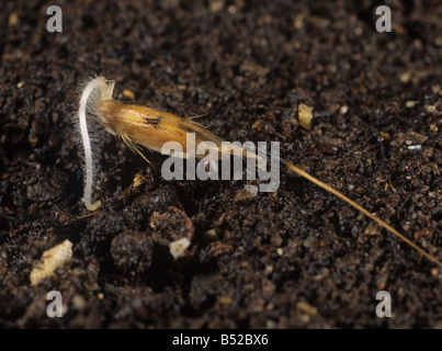 Wild oat Avena fatua seed with single radicle beginning to penetrate the soil Stock Photo