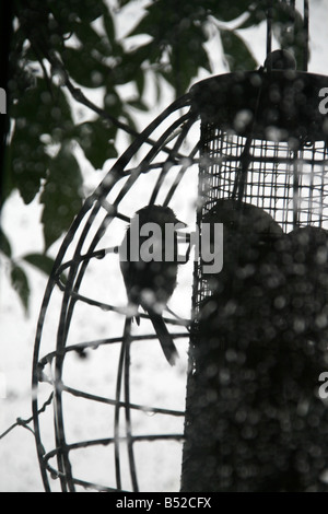 small bird feeding on nuts in winter, house window Stock Photo