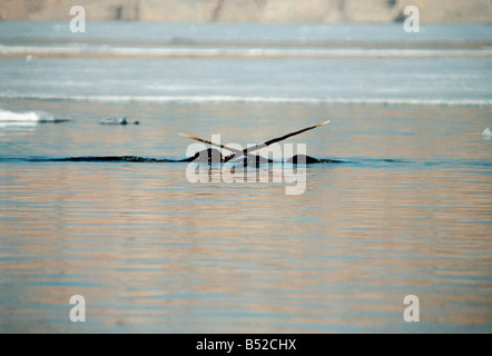 narwal ,Narval monodon monoceros Les chasseurs Inuits chassent le Narval essentiellement pour son trophe e mais re cupe re aussi Stock Photo