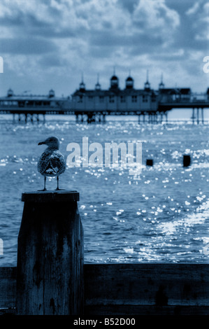 Seagull sitting on groyne near Eastbourne pier  East Sussex England UK Stock Photo