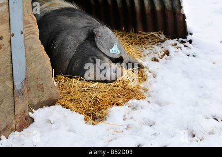 martin phelps 06 04 08 wiltshire eastbrook farm organic pigs bishopstone wilts saddleback pigs and piglets rooting in the snow Stock Photo