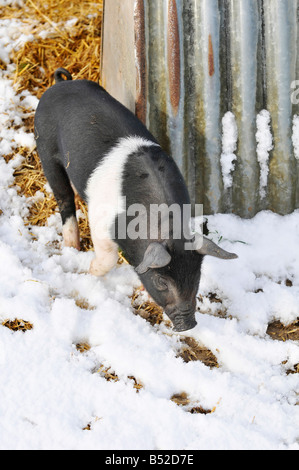 pic martin phelps 06 04 08 wiltshire eastbrook farm organic pigs bishopstone wilts pigs and piglets rooting in the snow Stock Photo