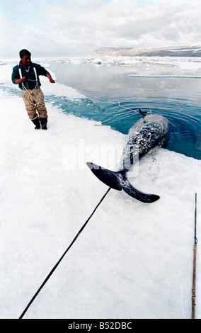 narwal ,Narval monodon monoceros Les chasseurs Inuits chassent le Narval essentiellement pour son trophe e mais re cupe re aussi Stock Photo