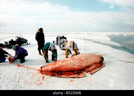 narwal ,Narval monodon monoceros Les chasseurs Inuits chassent le Narval essentiellement pour son trophe e mais Stock Photo