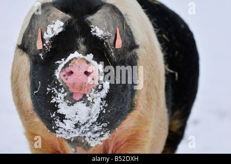 martin phelps 06 04 08 wiltshire eastbrook farm organic pigs bishopstone wilts saddleback pigs and piglets rooting in the snow Stock Photo