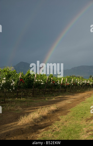 Rainbow over vineyards in Stellenbosch, Western Cape, South Africa Stock Photo
