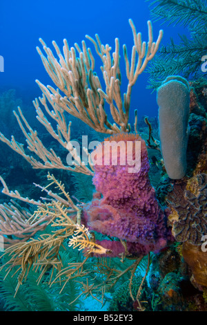 Coral reef scene on the reefs with purple vase sponge and soft corals Stock Photo