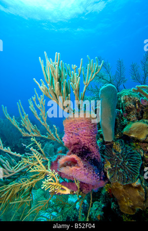 Coral reef scene on the reefs with purple vase sponge Stock Photo