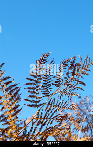 Dried fern / bracken fronds against a bright blue sky Stock Photo
