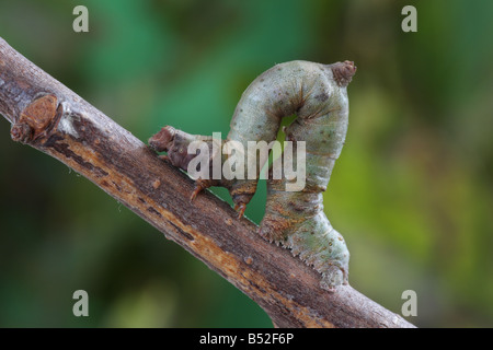 Brimstone Moth Larva - Opisthograptis luteolata Stock Photo